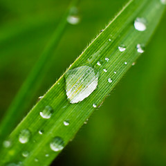 Image showing Fresh grass with dew drops closeup