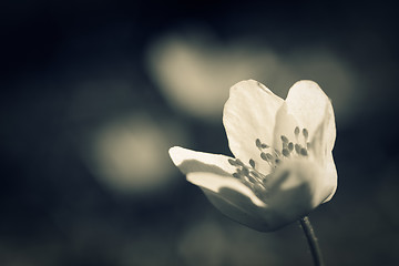 Image showing Single spring flower. Macro shot