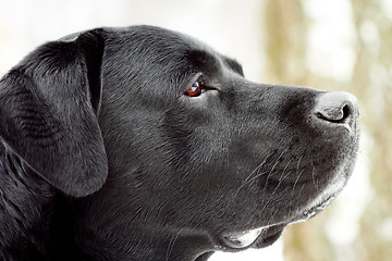 Image showing Labrador's head in profile.