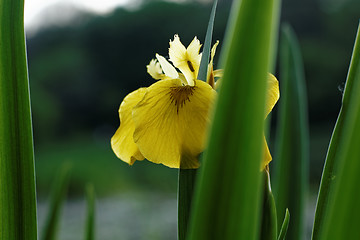 Image showing Iris closeup