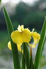 Image showing Yellow iris blooming in park. Moscow, Botanical garden