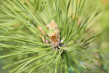 Image showing A conifer tree