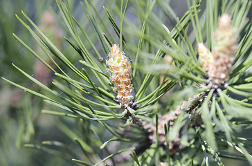 Image showing A conifer tree 