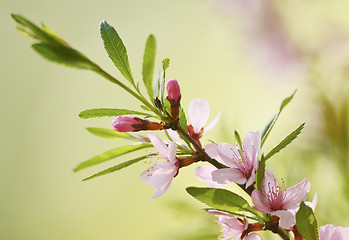 Image showing Flowers of cherry