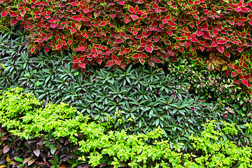 Image showing Green plant on wall