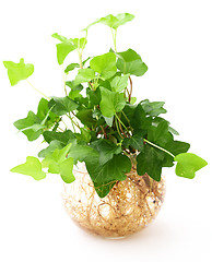 Image showing potted plant isolated on white background