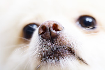 Image showing White pomeranian dog close up