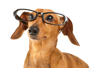 Image showing Dachshund dog wear black glasses