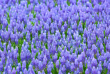 Image showing Purple muscari botryoides field