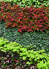 Image showing Green plant on wall