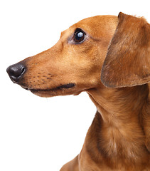 Image showing Dachshund dog
