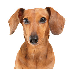 Image showing Dachshund dog