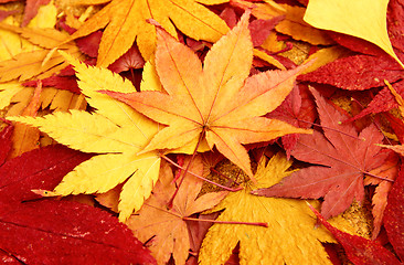 Image showing Dried maple