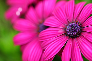 Image showing Purple flower close up