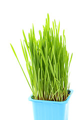 Image showing Grass in flowerpot