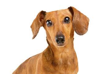 Image showing Dachshund dog portrait