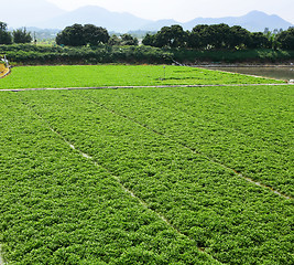 Image showing Farm with sky