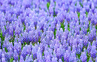 Image showing Purple muscari botryoides field