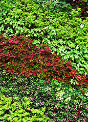 Image showing Green plant on wall