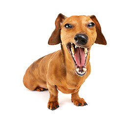 Image showing Dachshund dog yelling