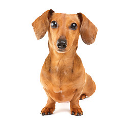 Image showing Dachshund dog isolated on white background