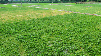 Image showing Farm with agricultural product 