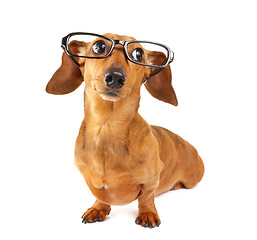 Image showing Dachshund dog with glasses