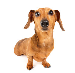 Image showing Dachshund dog isolated on white background