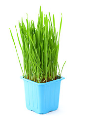 Image showing Grass in flowerpot isolated on white