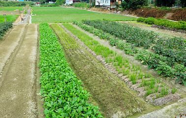 Image showing Farm with agricultural product