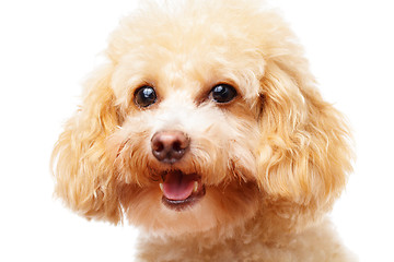 Image showing Dog poodle isolated on white background