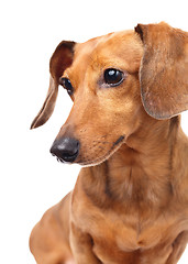 Image showing Dachshund dog