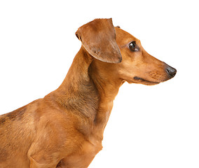 Image showing Dachshund dog isolated on white background