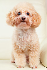 Image showing Dog poodle portrait