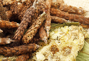Image showing Chinese herbal medicine close up