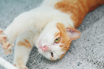 Image showing Street cat