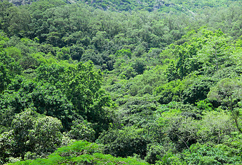 Image showing Green plant on Mountain