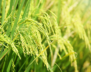 Image showing Paddy rice field close up 