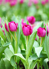 Image showing Purple tulips