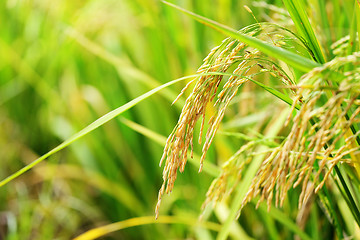 Image showing Rice Farm