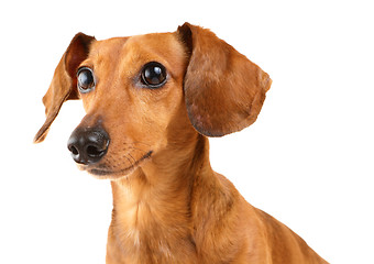 Image showing Dachshund dog