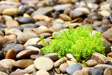 Image showing Green palnt with rock