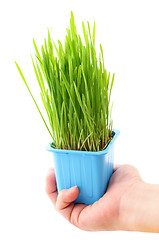 Image showing Grass in flowerpot with human hand