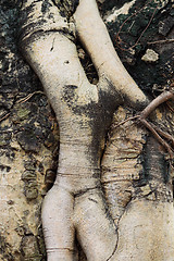 Image showing Tree root