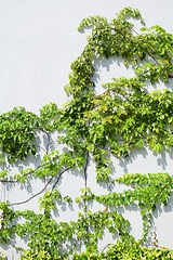 Image showing Vine on the wall