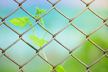 Image showing Chain link fence with fresh plant