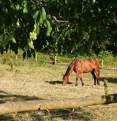 Image showing Horse in Denmark