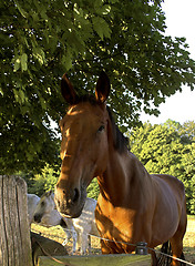 Image showing Horse in Denmark