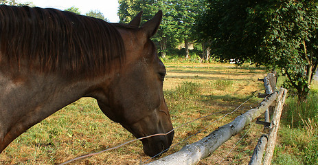 Image showing Horse in Denmark