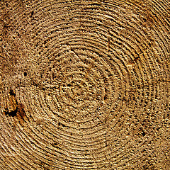 Image showing Bark wood texure